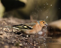 20170930-Wilk-Vink-Wynand van den Bosch