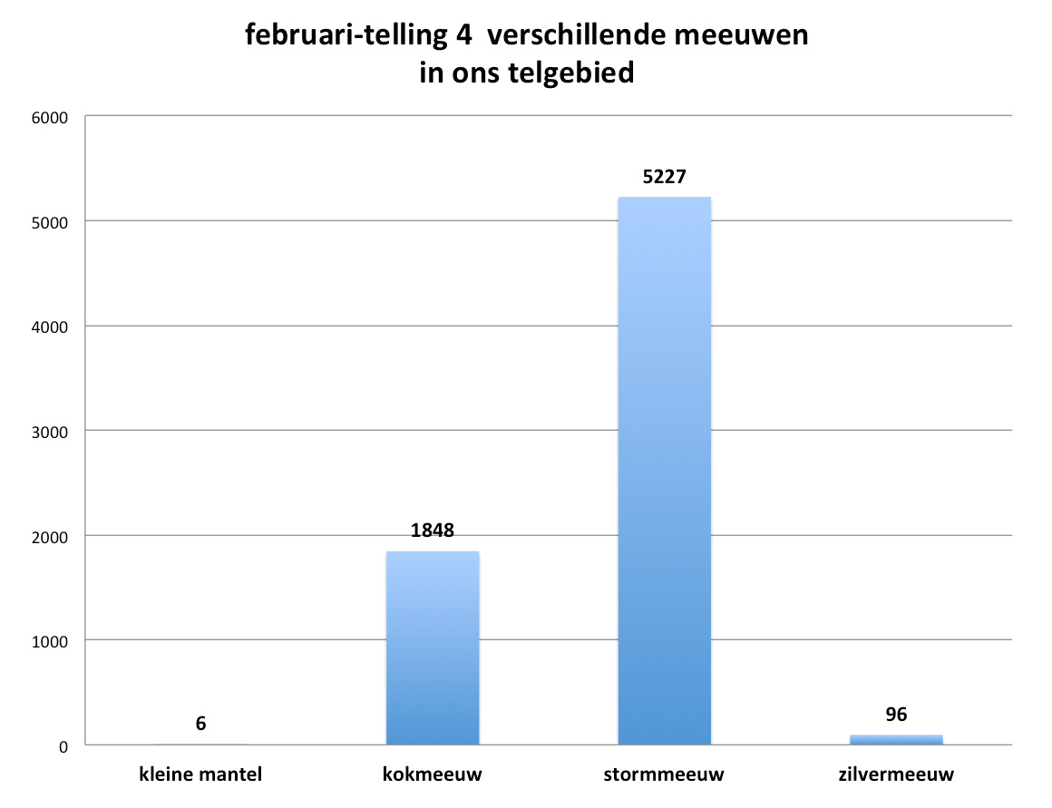 Meeuwensoorten