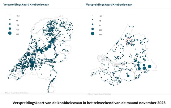 Knobbelzwaan - Verspreidingskaart Nederland